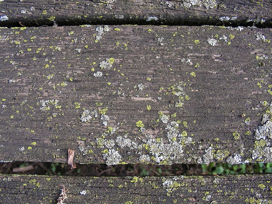 weathered, board, moss, wood, plank, old, wooden, rough, aged HD wallpaper