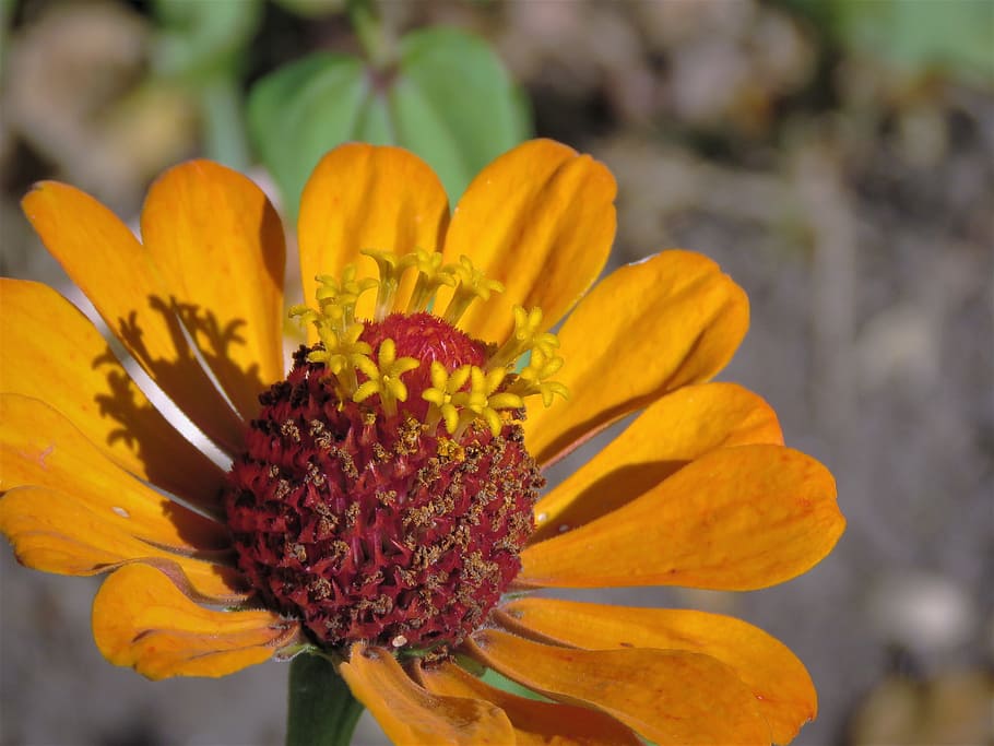 flower, orange, rust, macro, garden, flowering plant, freshness HD wallpaper