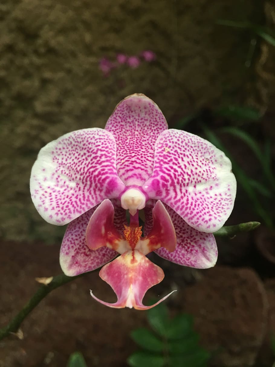 orchid, pink, individually, flower, flowering plant, vulnerability HD wallpaper