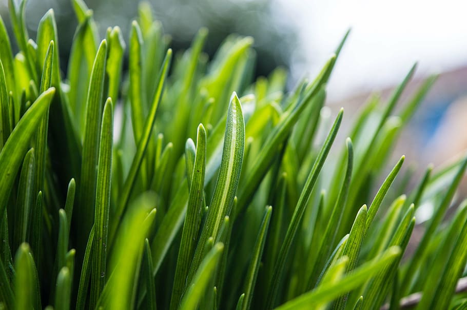 grass, green, spring, nature, green Color, freshness, plant HD wallpaper