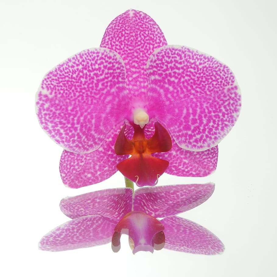 Flower, Spring, Blossom, Bloom, affection, fragrance, romantic HD wallpaper