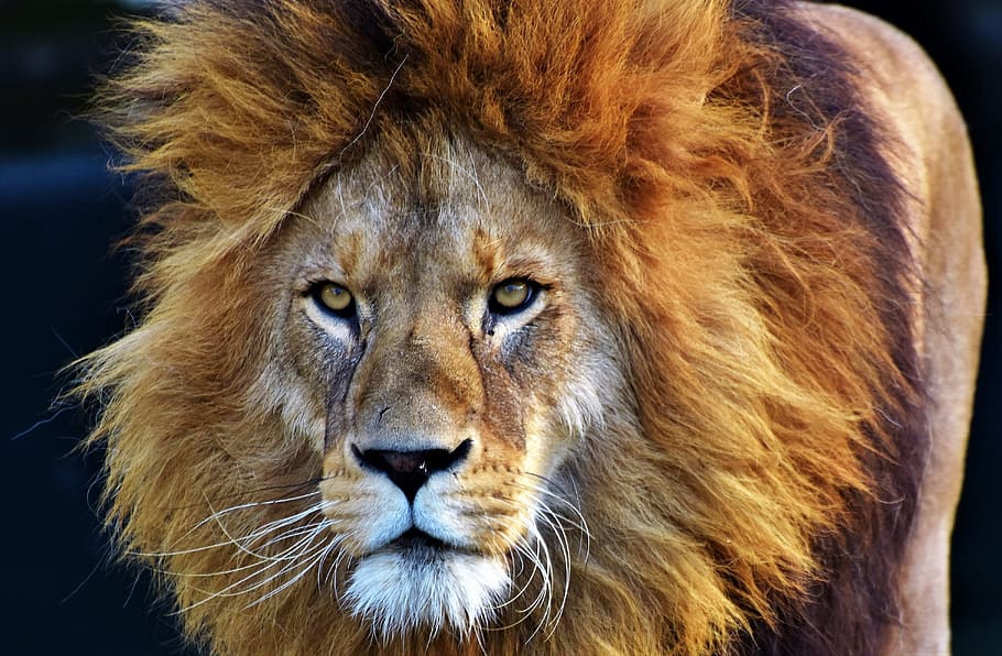 HD wallpaper: close-up photo of brown lion, cat, predator, big cat ...
