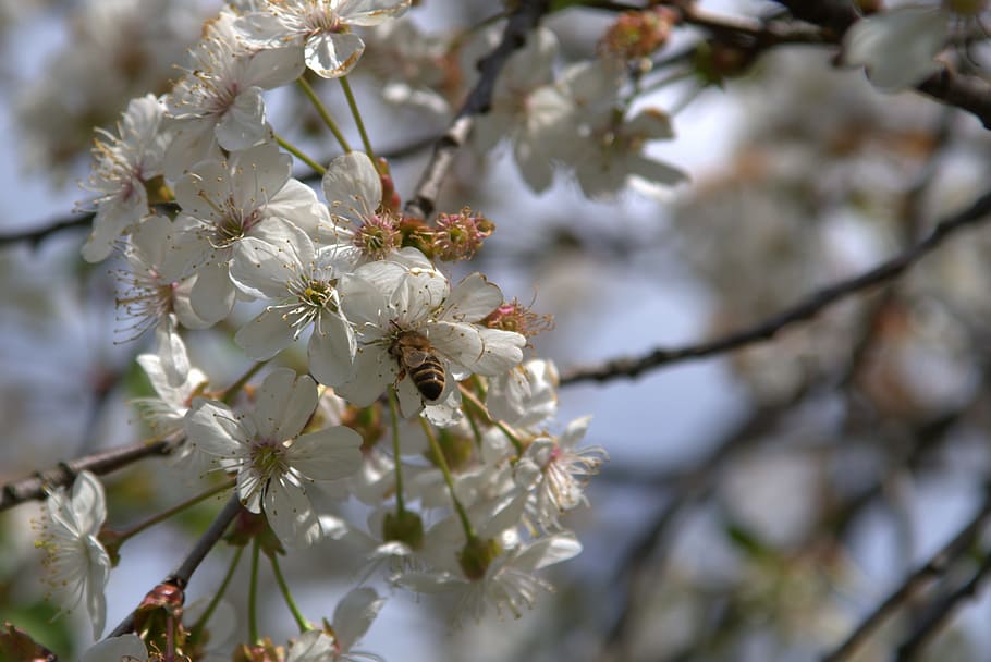 Bee, Fruit Tree, Cherry, Pollinate, insect, flowering, bees, HD wallpaper