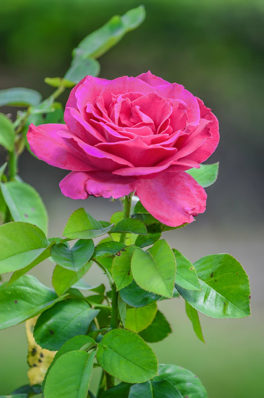 pink flowering rose plant, background, beautiful, beauty, red