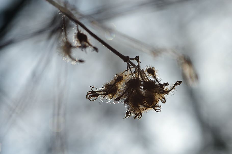 winter, transience, drip, wet, water, light, back light, drop of water HD wallpaper