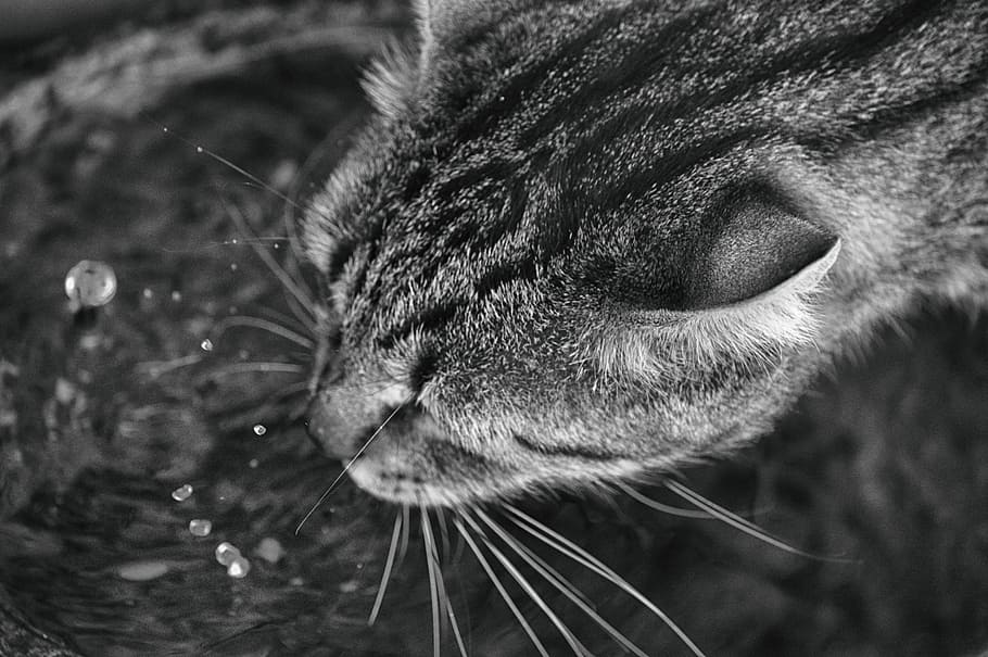 Car, Drinking, Water, Animals, kitty, danger, one animal, animal themes HD wallpaper