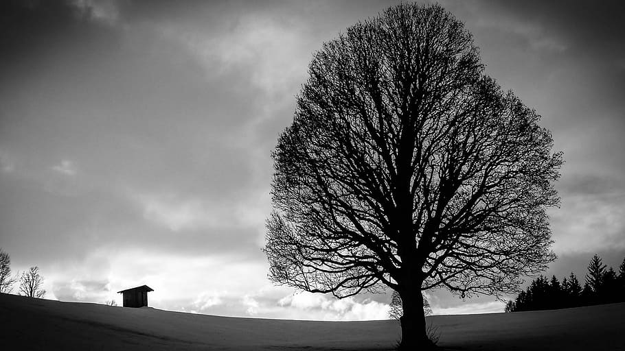 Tree, Back Light, Clouds, black and white, cloud - sky, bare tree HD wallpaper