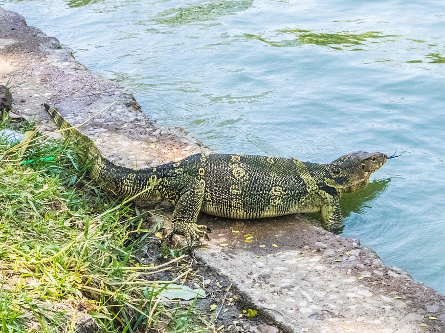 lizard, water, reptile, animal themes, animal wildlife, one animal HD wallpaper