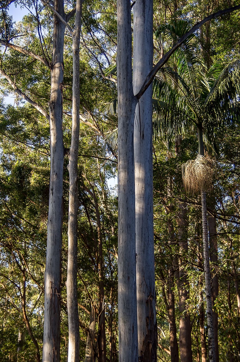 trees, rain forest, australia, queensland, gum trees, eucalypts HD wallpaper