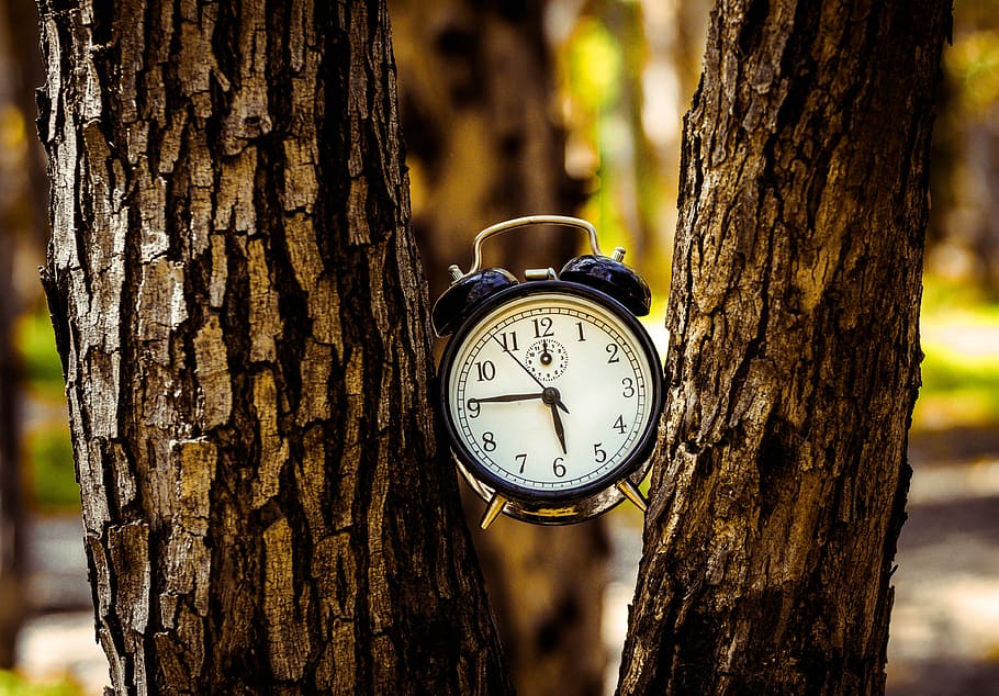 black analog alarm clock between two tree trunks, white and black twin bell alarm clock between tree trunk HD wallpaper