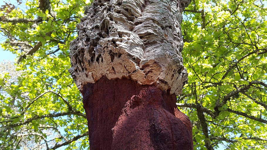 cork oak, deciduous tree, quercus suber, mediterranean, sardinia HD wallpaper