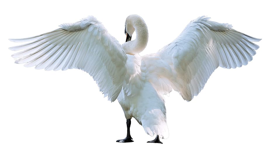 white swan spreading wing, close-up, photo, bird, nature, elegance, HD wallpaper
