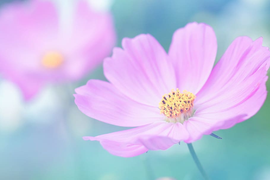 petals, blur, flower, pollen, beautiful, bloom, blooming, bright HD wallpaper