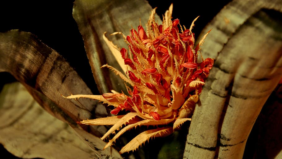 macro, bromeliad, flower, close-up, plant, nature, no people HD wallpaper