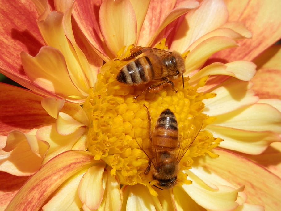 bees, flower, nature, pollination, flowering plant, petal, animal themes HD wallpaper