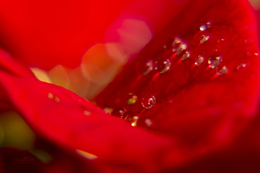 red, drops, water, macro, beautiful, water drops, flower, nature HD wallpaper