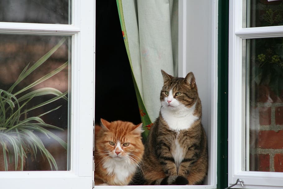 two silver and yellow tabby cats on the window, sit, pet, masonry HD wallpaper