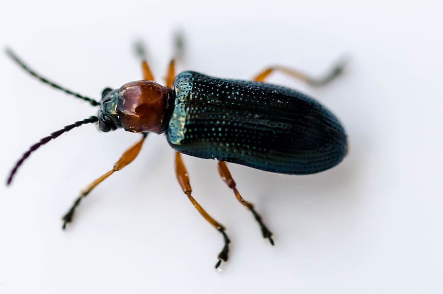 Beetle, Fly, Insect, Macro, one animal, animal wildlife, animal themes HD wallpaper