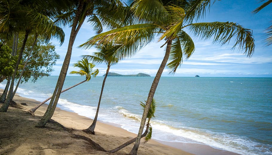 Palm trees by the beach, palm trees beside beach under clear blue sky HD wallpaper