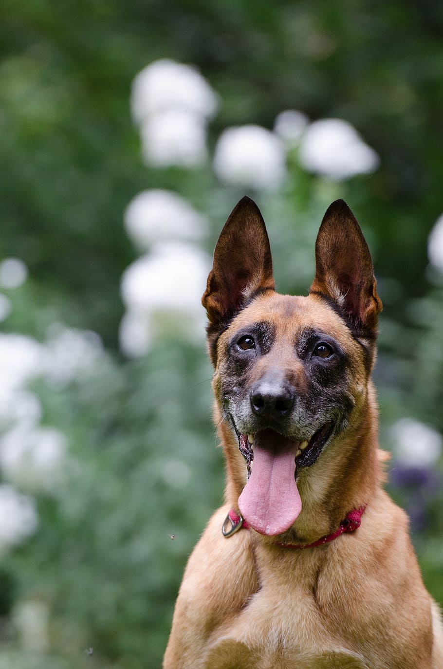 Malinois, Portrait, Attention, Friendly, belgian shepherd dog HD wallpaper