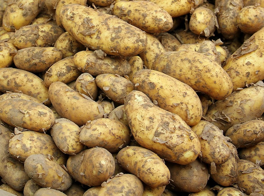 potato lot, new crop, food, young potato, healthy, market, agriculture, HD wallpaper