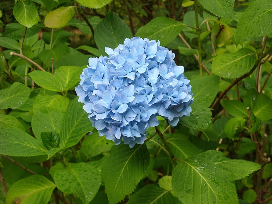 hydrangea, blue, alpine garden, leaf, plant part, close-up HD wallpaper