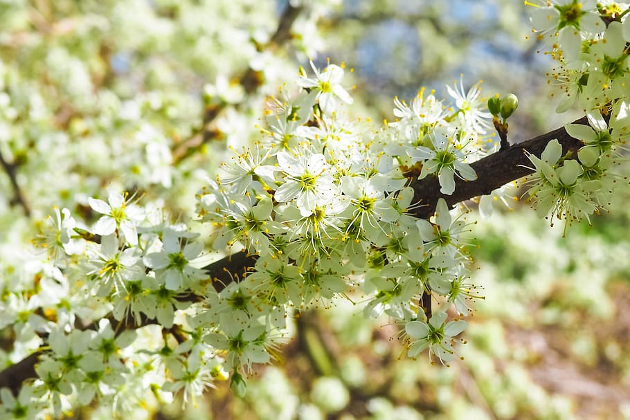 Sour Cherry, Cherry, Tree, Nature, Summer, spring, fruits, blossom HD wallpaper
