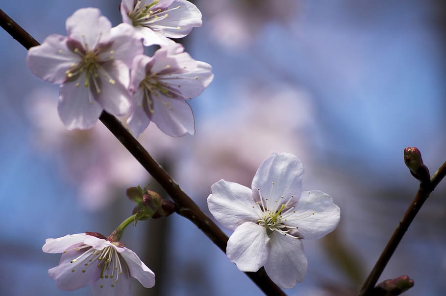 flower, cherry, branch, tree, flora, cherry tree, nature, plant HD wallpaper