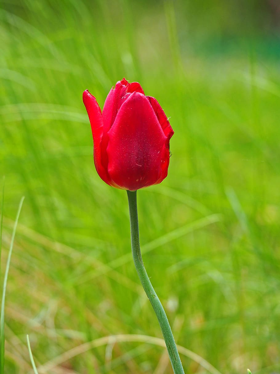 summer, spring, tulip, garden, plant, red, growth, beauty in nature HD wallpaper