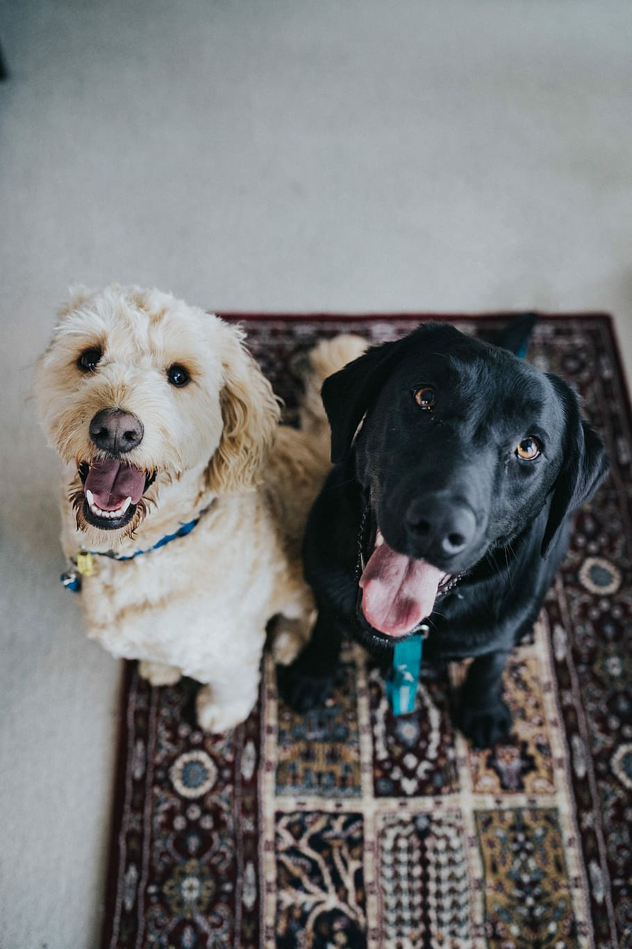 two dogs sitting on maroon area rug, adult black Labrador retriever beside Labradoodle