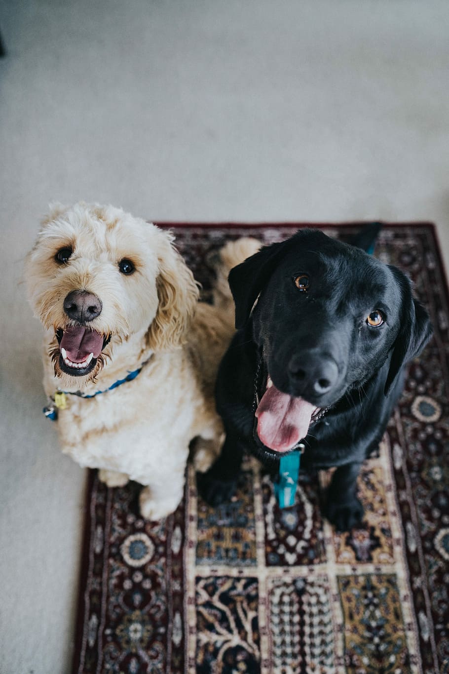 two dogs sitting on maroon area rug, adult black Labrador retriever beside Labradoodle, HD wallpaper