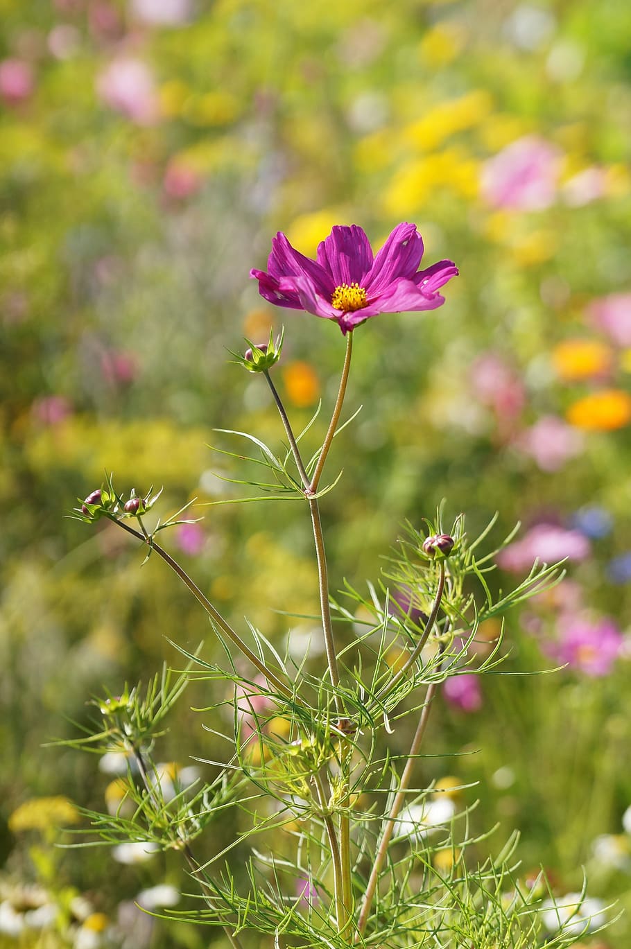 Macro, Close, Sun Flower, Pink, datailaufnahme, summer, nature HD wallpaper