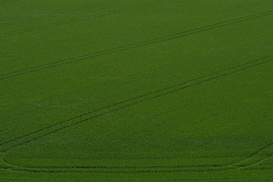 Cornfield, Arable, Fields, Dirt, Roads, dirt roads, green, summer HD wallpaper