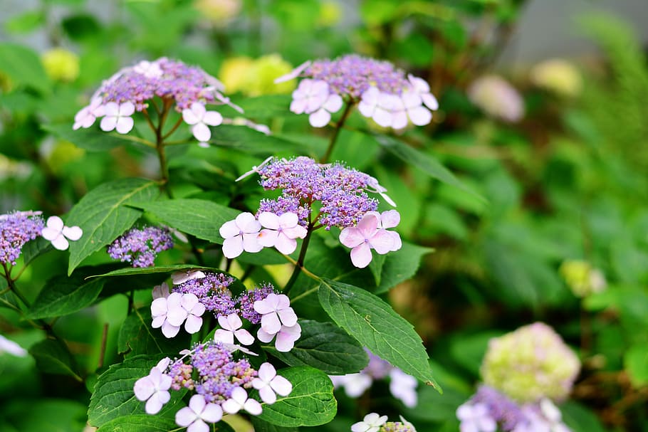 hydrangea, plate hydrangea, flowers, garden, summer flowers HD wallpaper