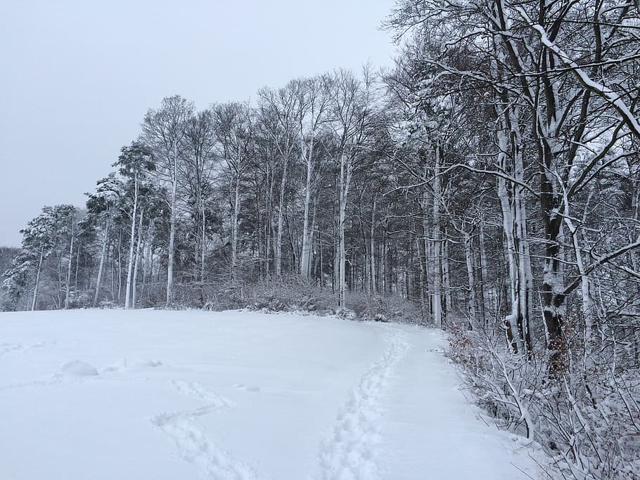 snow, winter, forest, white, cold, landscape, wintry, snow magic HD wallpaper