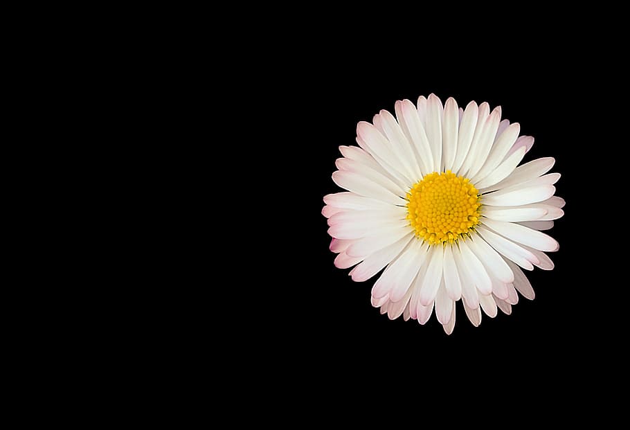 daisy, flower, nature, spring, summer, floral, natural, plant HD wallpaper