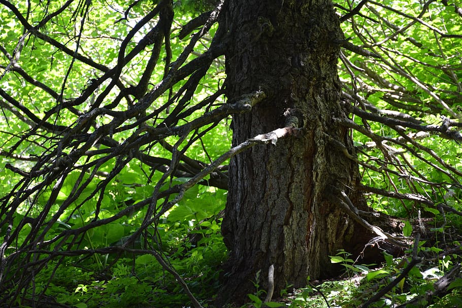 tree, nature, forest, plant, tree trunk, growth, land, day HD wallpaper