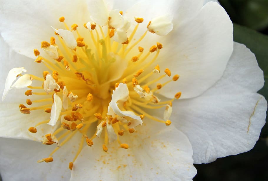 blossom, bloom, macro, yellow, flowering plant, freshness, beauty in nature HD wallpaper