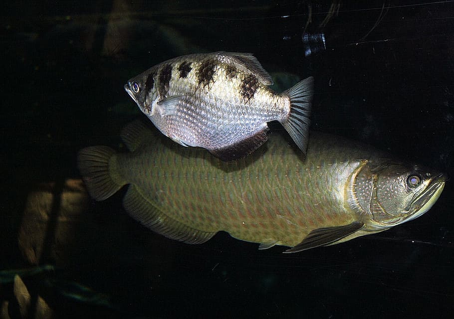 Animals, Nature, Objects, People, Fish, water, aquarium, visitors HD wallpaper