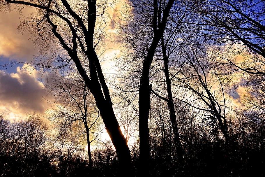 silhouette withered tree under cloud formation, bare tree, branch HD wallpaper
