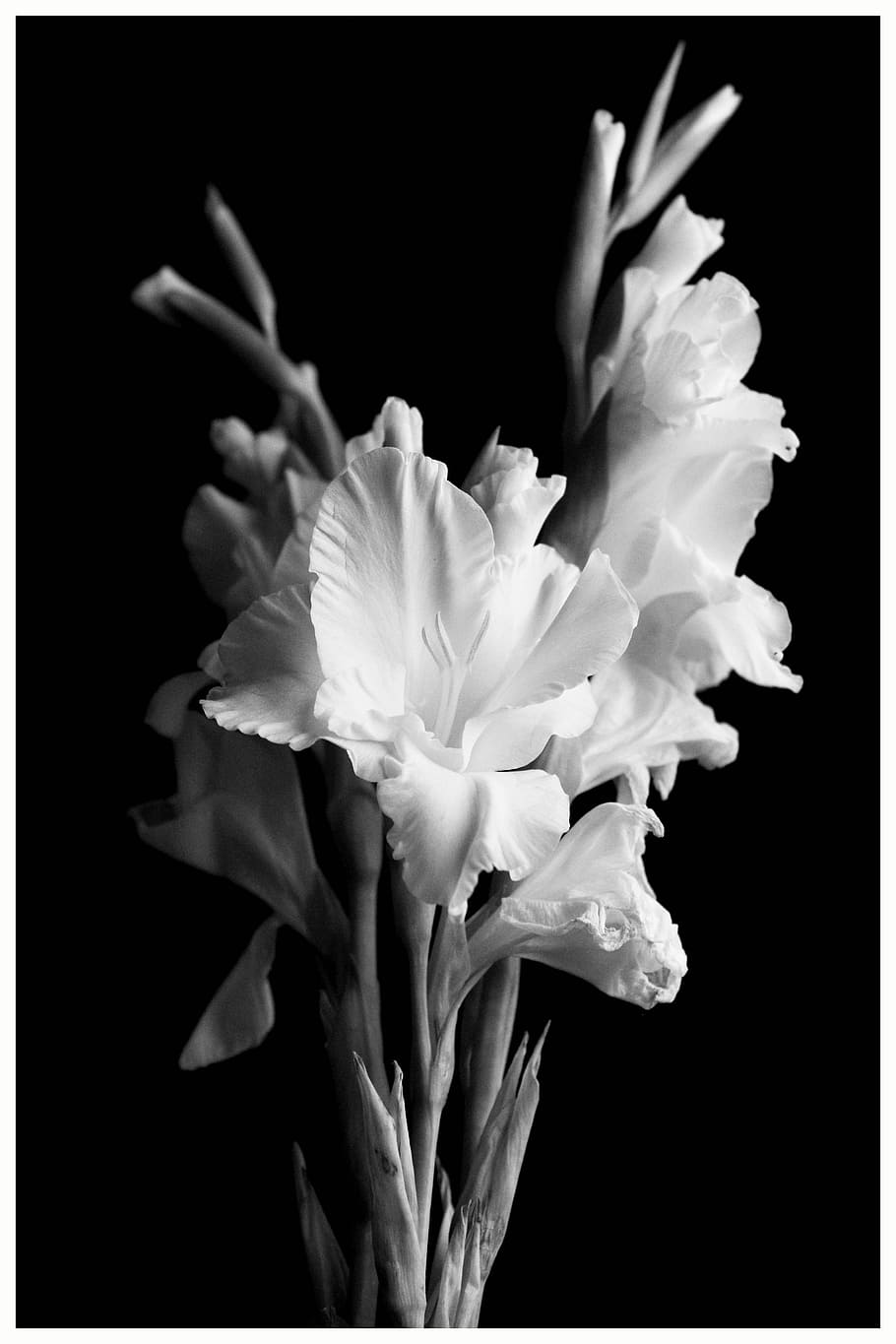 Gladiolus, Flower, Black, White, Nature, bouquet, floral, gladioli