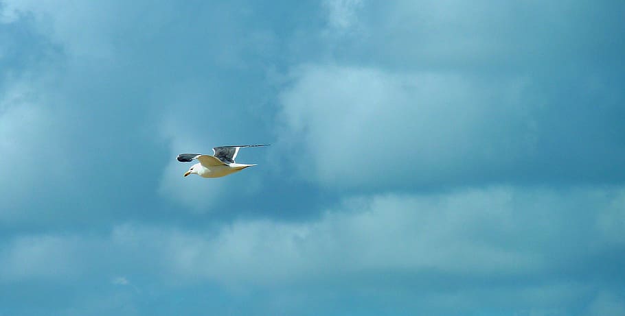 seagull, bird, fly, bill, water bird, sky, vertebrate, flying HD wallpaper