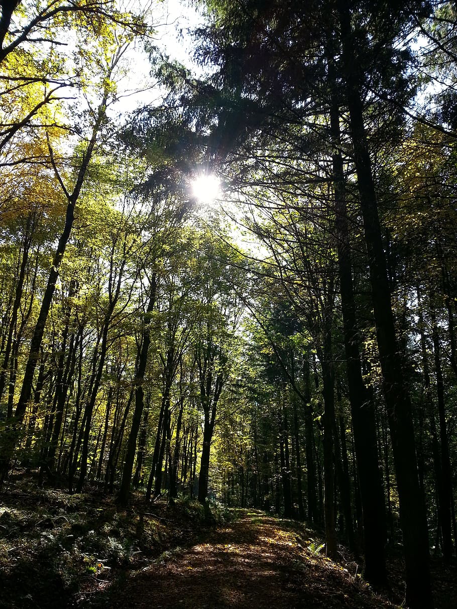 forest, tree, sun, walk, woods, nature, green, landscape, leaf HD wallpaper