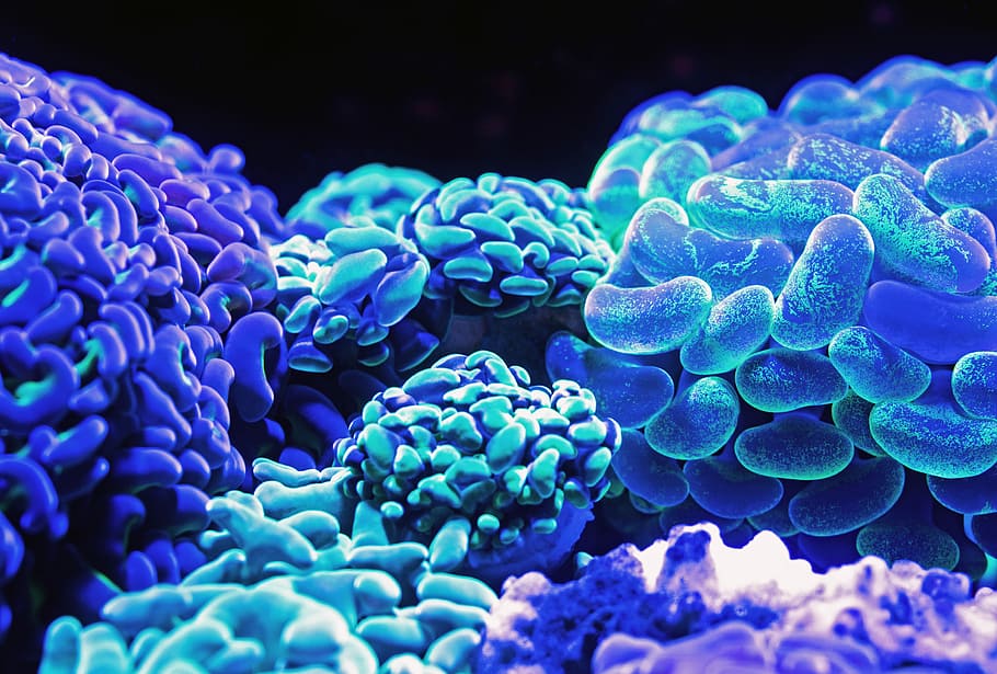 blue corals, closeup photography of LED stones, luminescent, aquarium