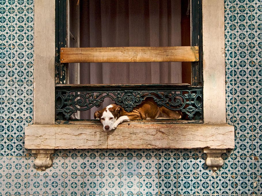 dog, window, rest, break, mammal, pets, domestic, domestic animals HD wallpaper