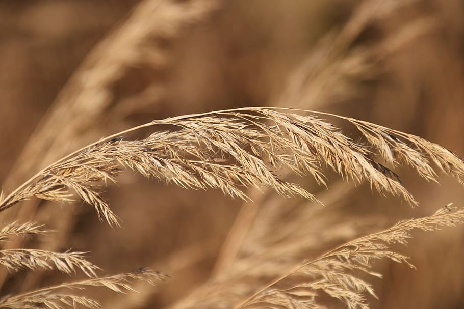 Grass, Close, Sunlight, Brown, autumn, late summer, ear, grass seed HD wallpaper