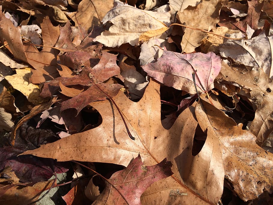 autumn, leaves, fall, leaf, plant part, change, dry, nature HD wallpaper