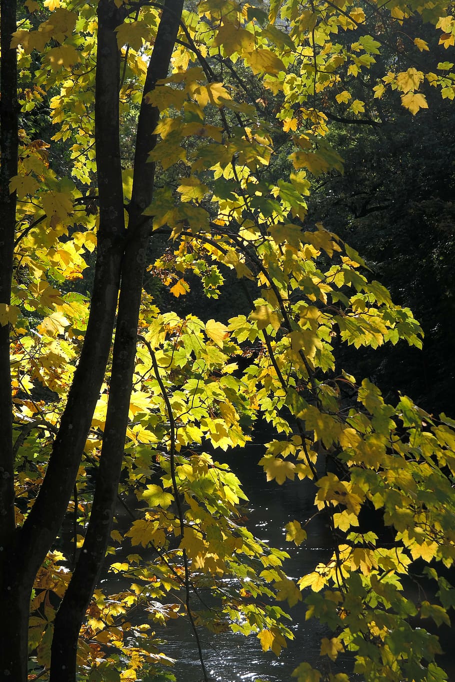 maple, autumn, color, tree, leaves, yellow, light, shadow, back light HD wallpaper