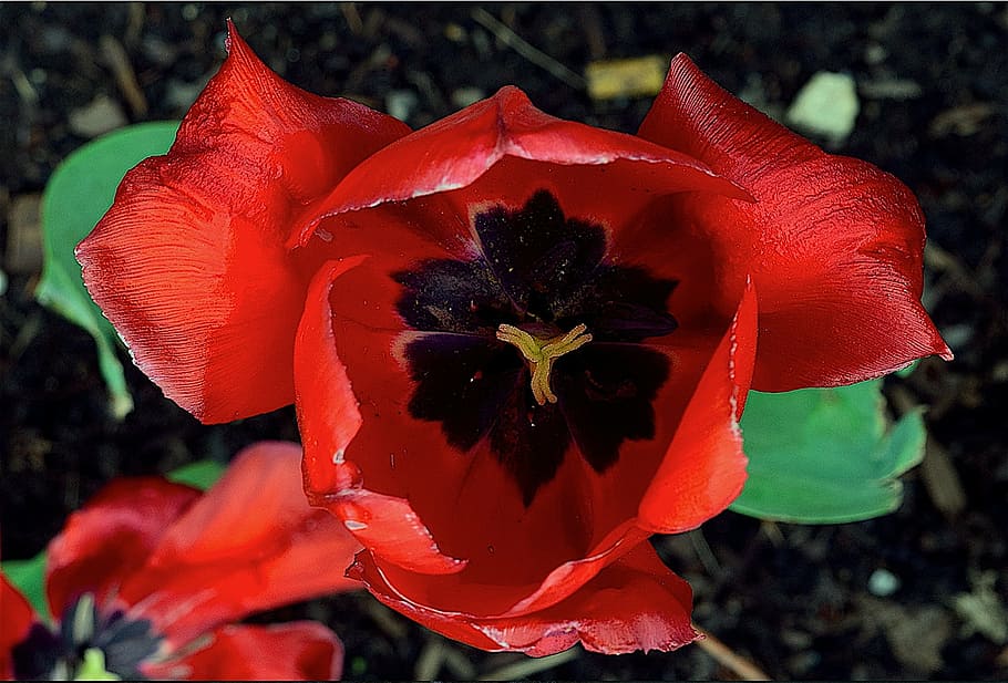 tulip, red, vibrant, spring, flower, floral, nature, green HD wallpaper