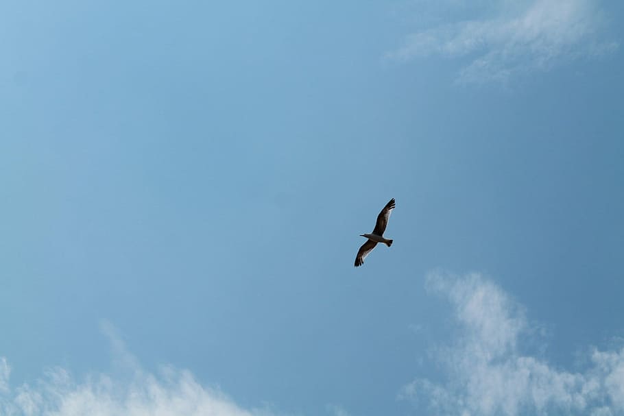Bird, Seagull, Open, Wings, Flight, sky, open wings, dom, fauna HD wallpaper